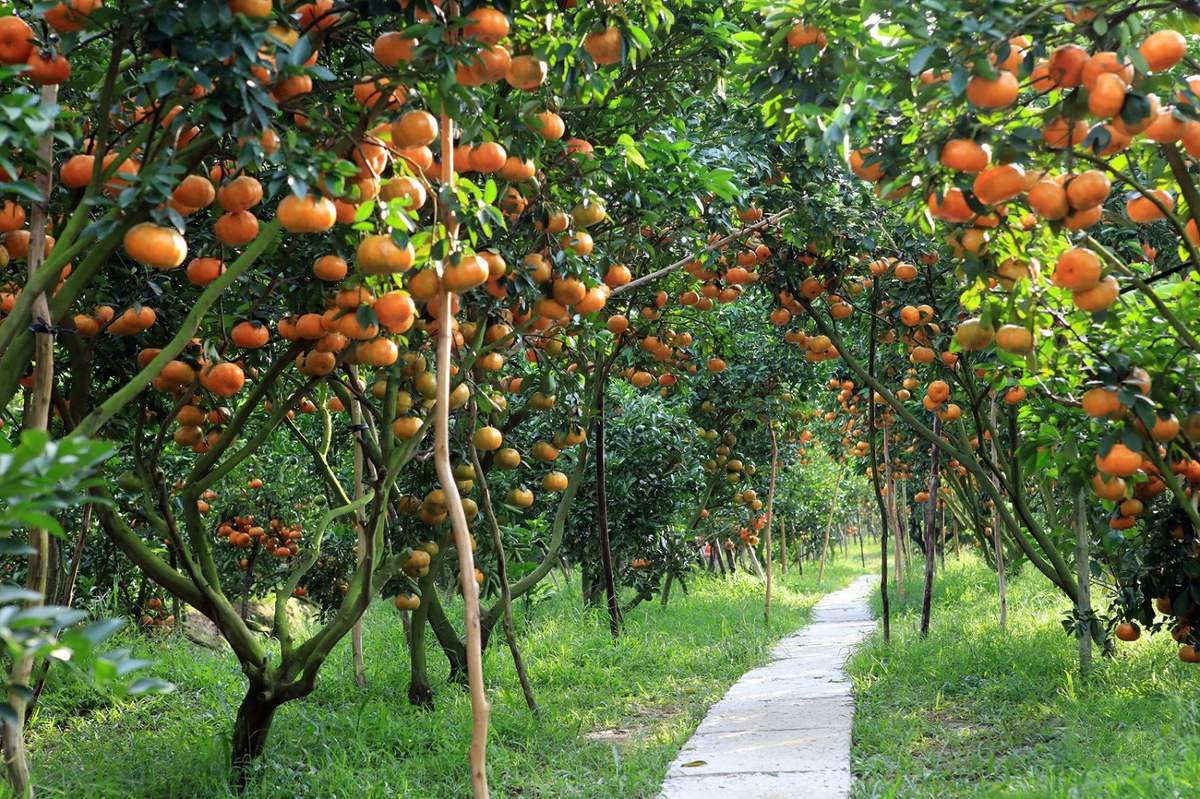 Khung cảnh xanh mát tại vườn trái cây Chính Thượng ở Tiền Giang