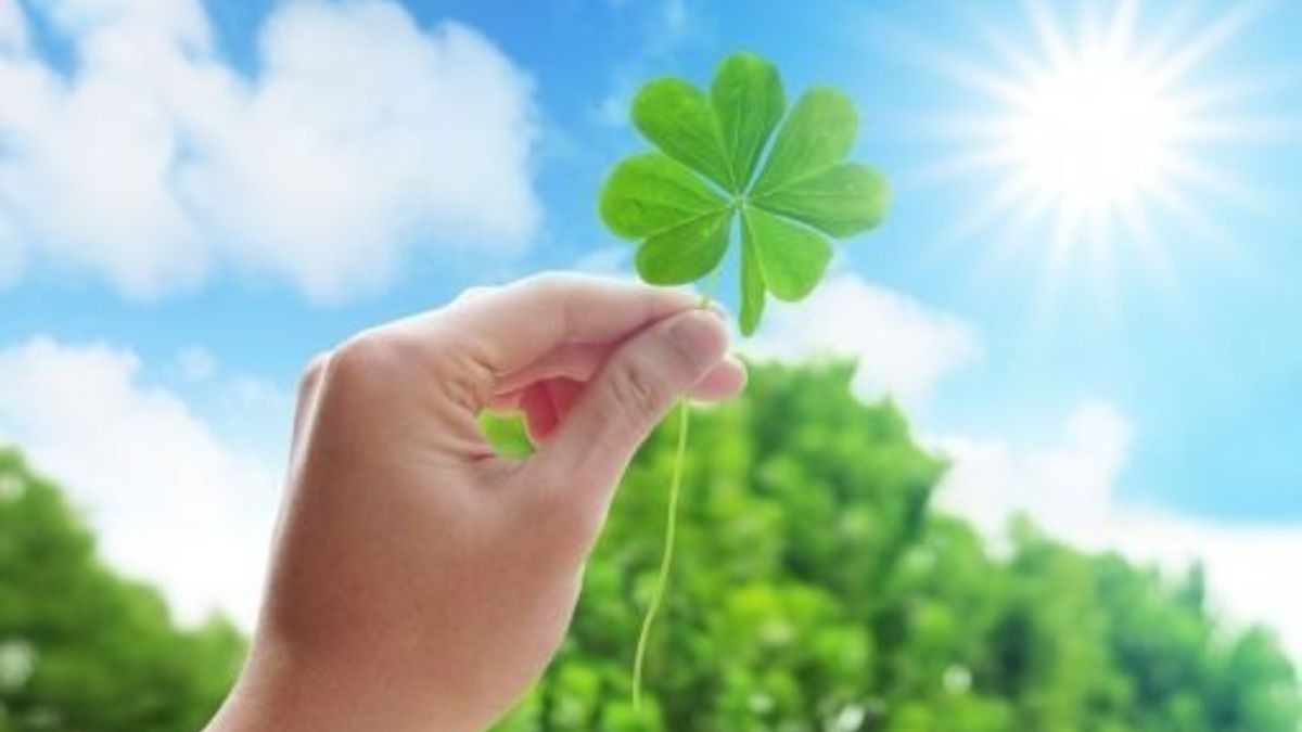 Cỏ bốn lá, biểu tượng may mắn phổ biến cho thi cử