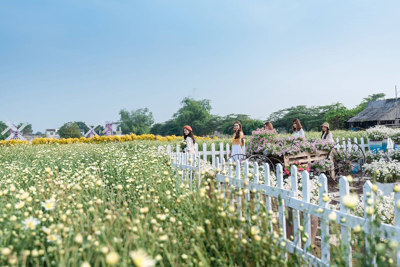 Cánh đồng hoa hướng dương vàng rực tại Thảo nguyên hoa Long Biên vào mùa hè