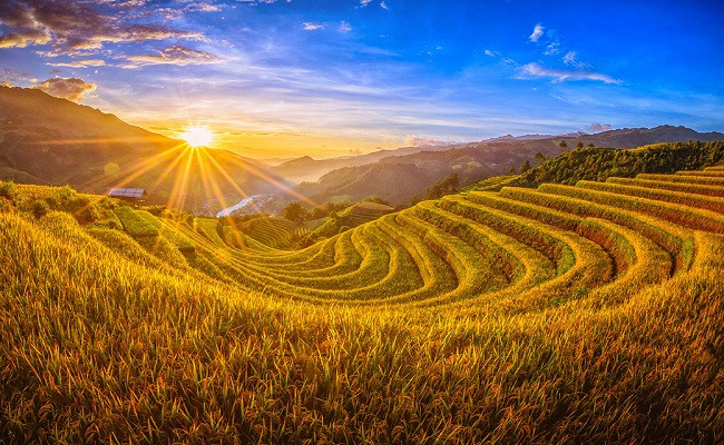 Ruộng bậc thang Sapa mùa lúa chín vàng vào tháng 9, một khung cảnh tuyệt đẹp sau những cơn mưa mùa hè ở Sapa