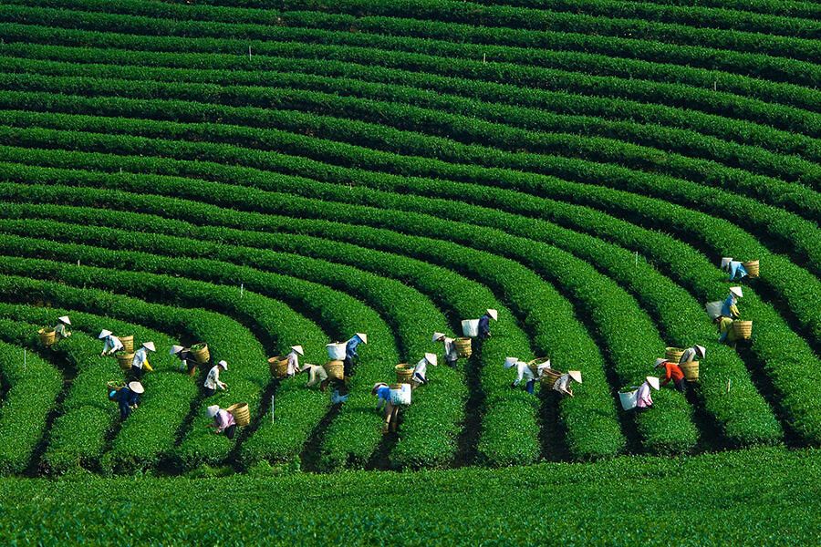 Những đồi chè xanh mướt trải dài vô tận dưới nắng hè ở Mộc Châu, tạo nên khung cảnh yên bình và tươi mát.