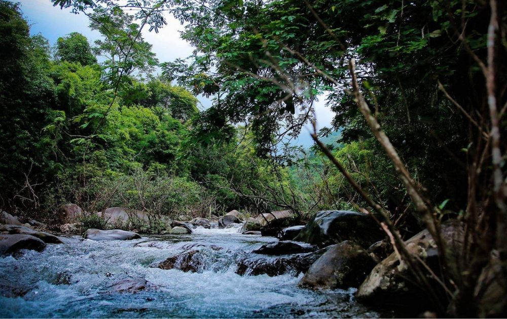 Khung cảnh bình yên và thơ mộng bên trong Vườn Quốc gia Tam Đảo, với hệ sinh thái động thực vật đa dạng