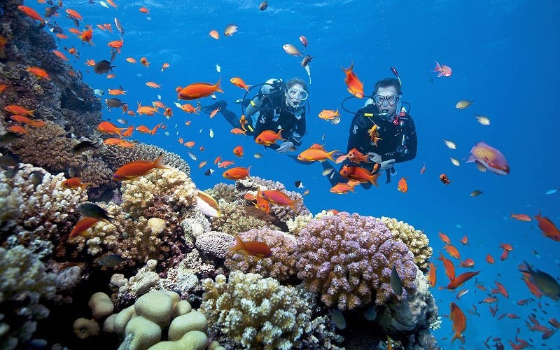 Lặn biển ngắm san hô rực rỡ tại Vịnh San Hô Nha Trang