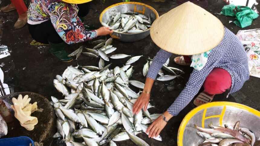 Cảng cá Phước Hải diễn ra hoạt động mua bán nhộn nhịp