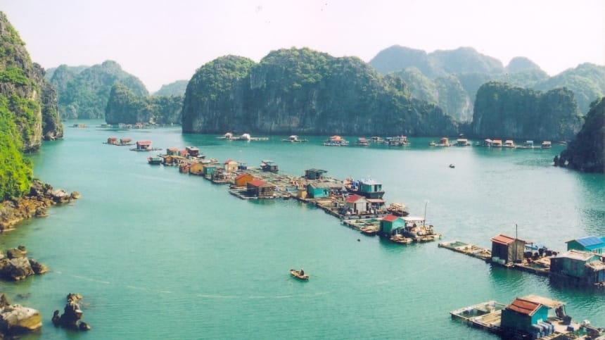 Chả mực Hạ Long là món ăn đặc sản nơi đây