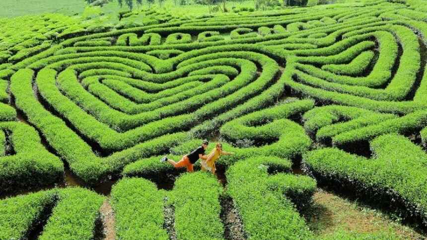 Đồi chè trái tim - Biểu tượng du lịch của Mộc Châu
