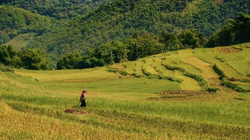 Những cánh đồng Pù Luông vào mùa lúa chín