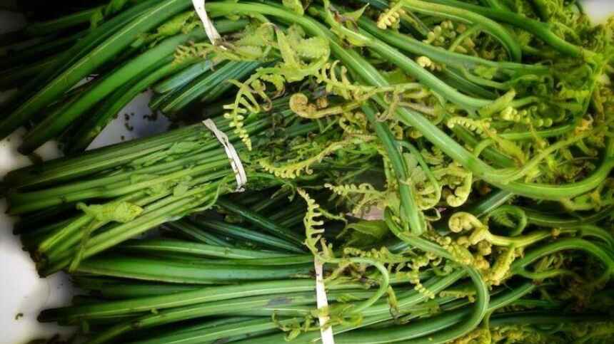 Rau rừng mang hương vị thân thuộc