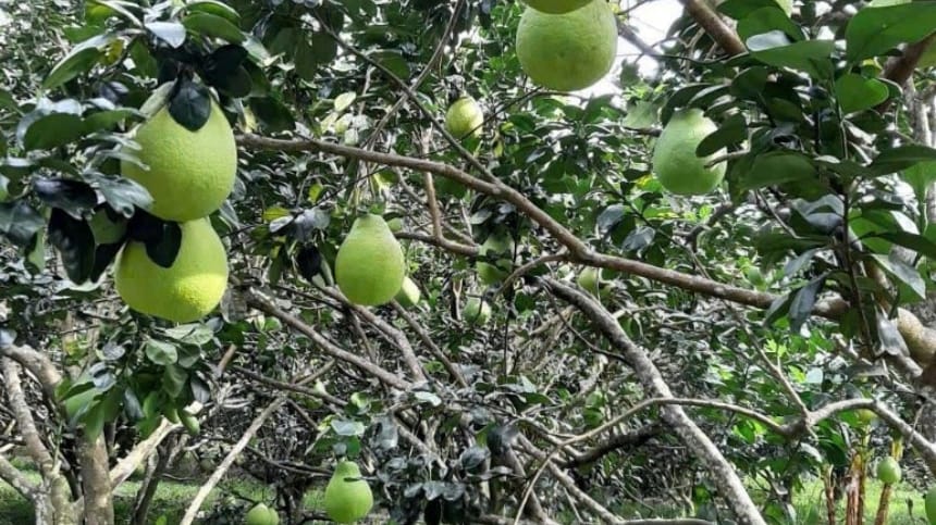 Trái cây miệt vườn theo mùa tại Vĩnh Long