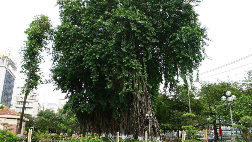 Cây đa cổ thụ năm thân đặc biệt