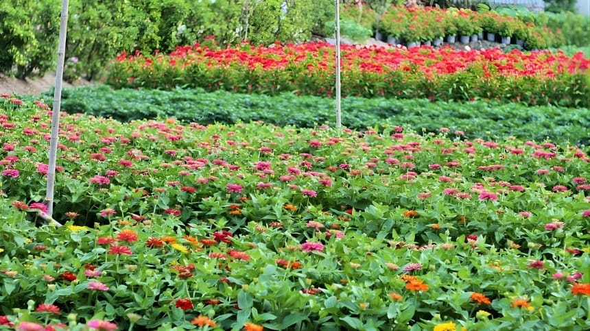 Công viên Làng Hoa Gò Vấp rực rỡ