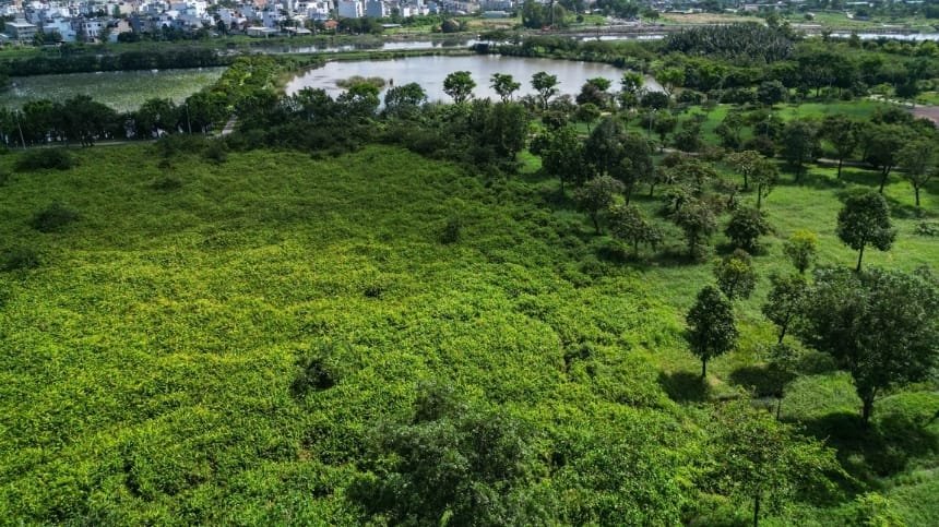 Đầm cỏ lau hoang dã khác biệt