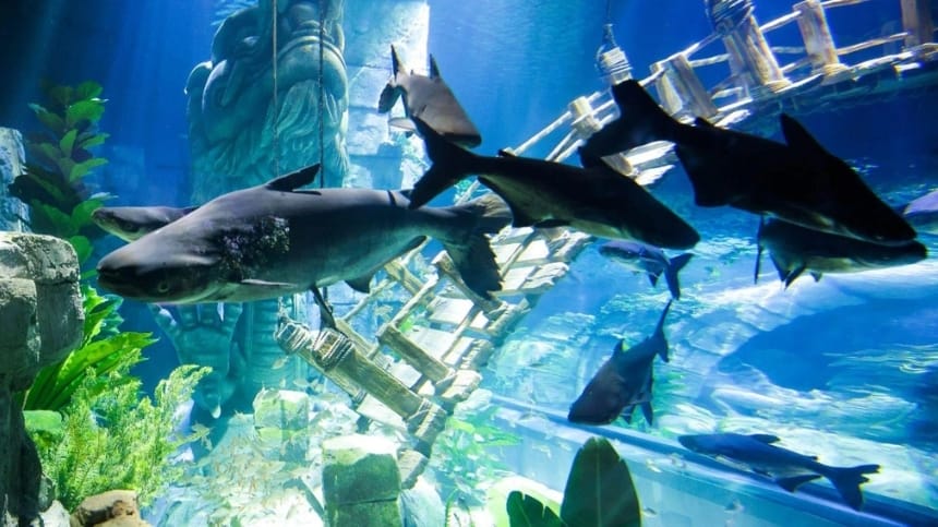 Giới thiệu về thủy cung time city chi tiết