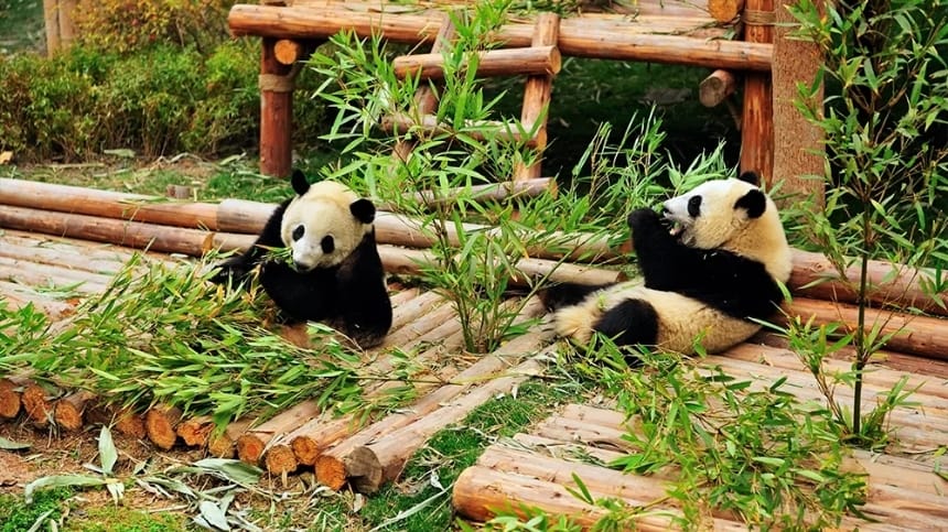 Khu gấu trúc trưởng thành ăn tre