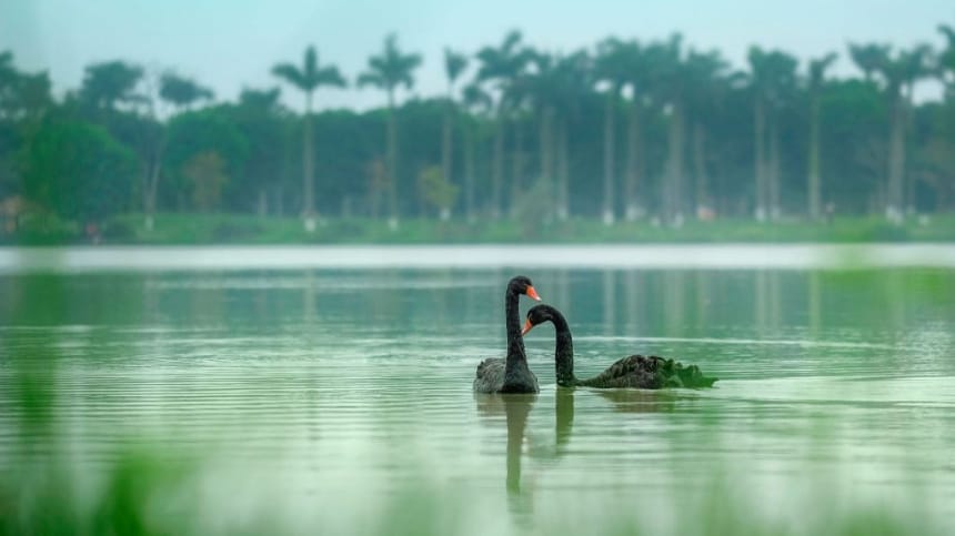Khu hồ Thiên Nga biểu tượng xanh