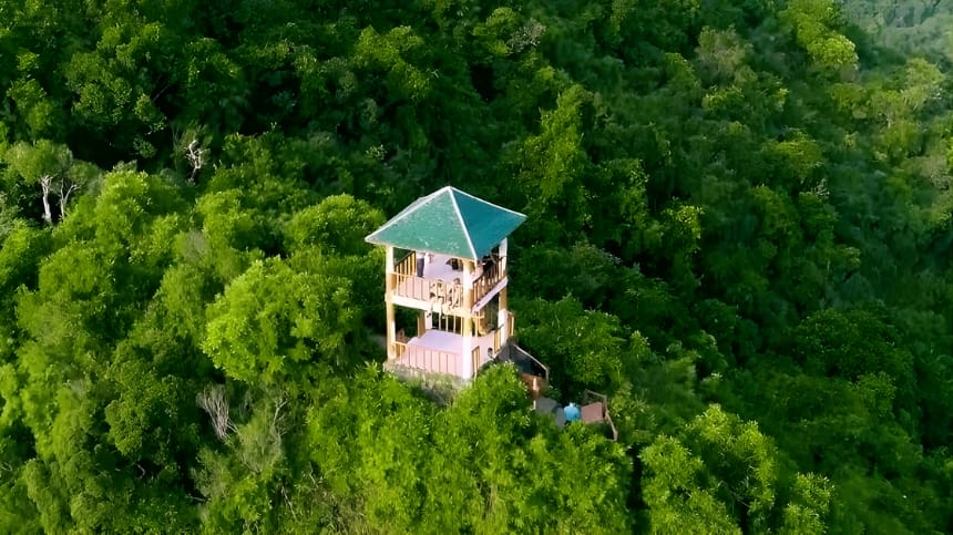 Rừng kim giao xanh lạ mắt
