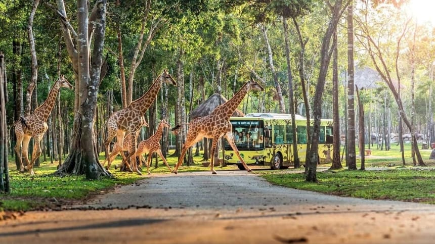 Safari bán hoang dã đổi nhịp