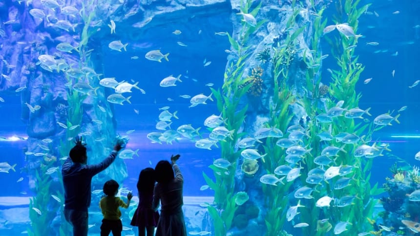 Sea Adventure Đầy Màu Sắc